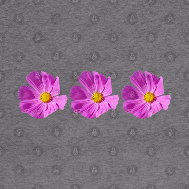 Three Pink Cosmos Flowers Floral Photo by ellenhenryart